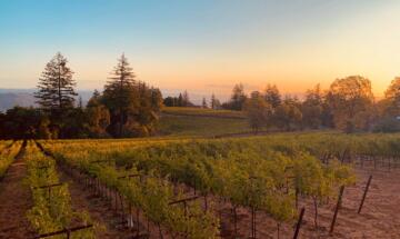 Lamborn Family Vineyards 1500X900